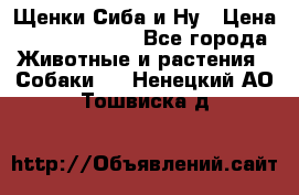 Щенки Сиба и Ну › Цена ­ 35000-85000 - Все города Животные и растения » Собаки   . Ненецкий АО,Тошвиска д.